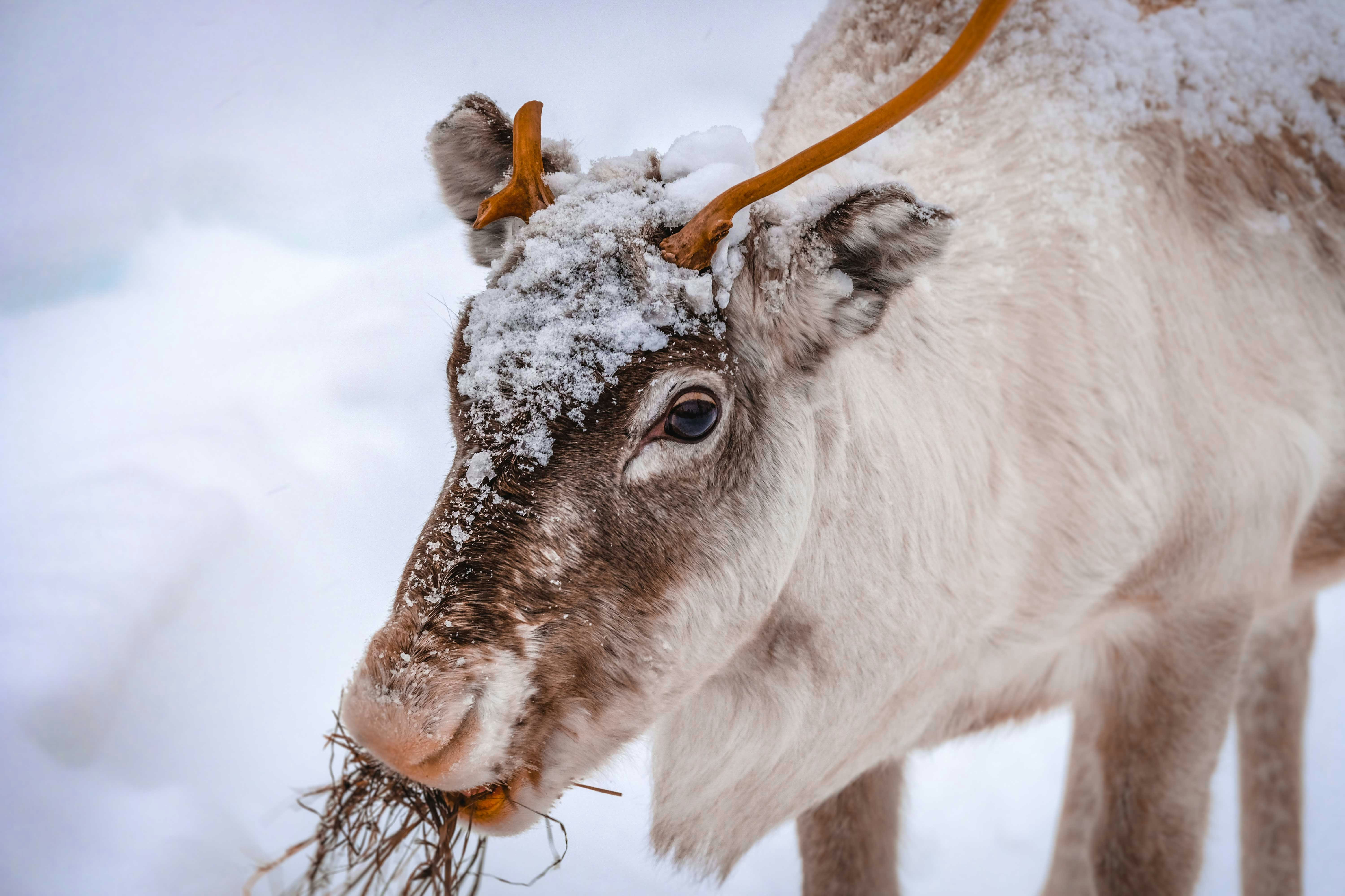 white and brown goat on snow covered ground during daytime